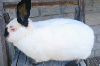 Króliki kalifornijskie