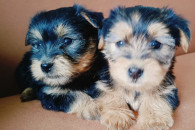 York terrier