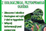 Ogórki Gruntowe
