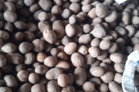 Ziemniaki Jurek 3-4cm