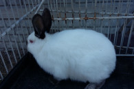 Króliki kalifornijskie