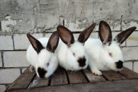 Króliki kalifornijskie