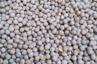 Groch biały, Łubin słodki i gorzki