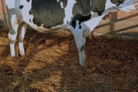 Jałówka wysokocielna