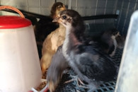 Kurczaki rasy australorp