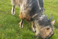 Kozioł do dopuszczenia