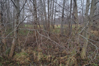 kawałek samosiejki drzewa