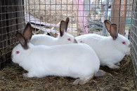 Króliki Kalifornijskie