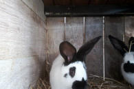 Króliki Olbrzym Srokacz