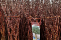 Wierzba pleciona - Salix americana