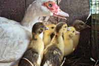 Sprzedam kaczuszki francuskie