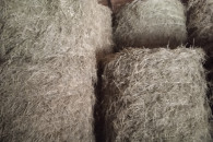 Siano w balach