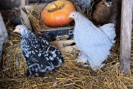 Sprzedam kury kochin