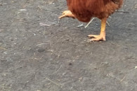 Koguty własna hodowla