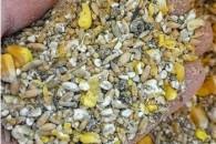 Ziarno różne przyjmę do 50kg.