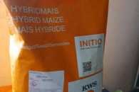 Kukurydza KWS Camillo,Calixto,Ronaldinio