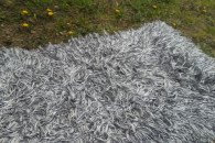 dywan welniany okazja