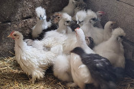 Sprzedam kurczaki