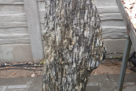 Szpilki Gnejsowe