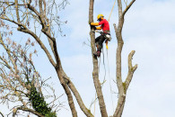 Wycinka drzew, karczowanie działek, podnośnik
