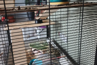 Sprzedam koszatniczki