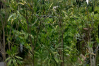 Oleander, oleandry, wysokie 2,5m, różne kolory