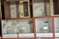 Cele hodowlane dla Kanarków +