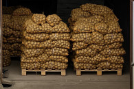 Ziemniaki Queen Anna Werbena