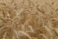 pszenżyto "tributo" 1 rok po centrali