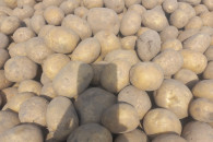 Ziemniaki paszowe czyste z dowozem