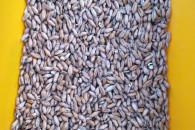 pszenżyto dla kur, kaczek, drobiu