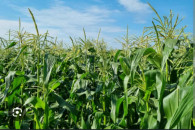 Kukurydza na kiszonkę