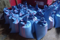 Pszenica arkadia, alegoria