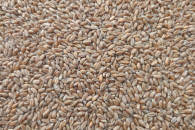 Sprzedam pszenicę ościstą Foxx