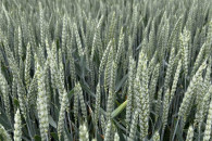 Pszenica BANATUS rok po centrali