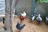 Kingi gołębie ozdobne