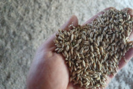 Sprzedam pszenżyto ozime żniwa 2025 r.