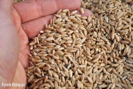 Sprzedam pszenżyto rok po centrali