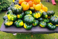 Dynie od rolnika 10zł/szt.