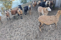 Sprzedam owce kameruńskie