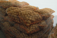 ziemniaki paszowe workowane po 15 kg