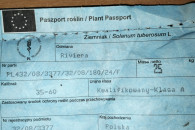 Ziemniaki Riviera kal 30-55mm świeże