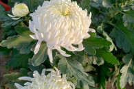 Chryzantemy doniczkowe
