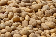 Ziemniaki odmiana Ignacy