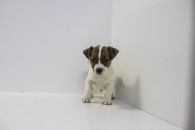 Szczeniaki Jack Russell Terrier