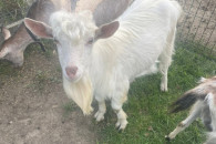 Sprzedam kozy
