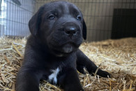 Szczeniak piesek suczka Cane Corso