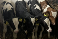 Trzy byczki czterotygodniowe