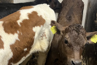 Jaloszki sześciotygodniowe