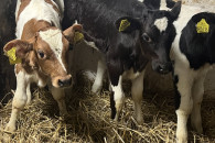 Dwa byczki sześciotygodniowe